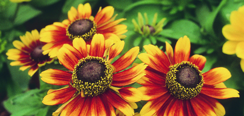 
                        Rudbeckia
             
                        hirta
             
                        Toto®
             
                        Rustic
            