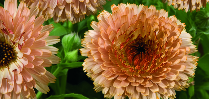 
                        Calendula
             
                        officinalis
             
                        Touch of Red
             
                        Buff
            