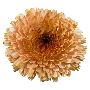 
                        Calendula
             
                        officinalis
             
                        Touch of Red
             
                        Buff
            