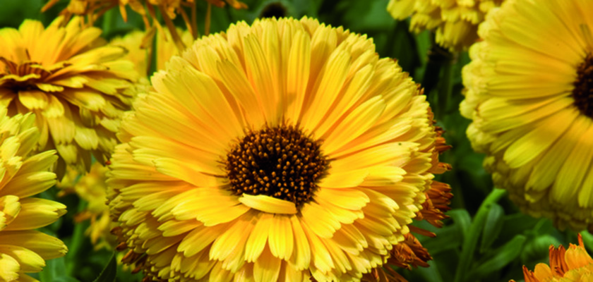 
                        Calendula
             
                        officinalis
             
                        Touch of Red
             
                        Yellow
            