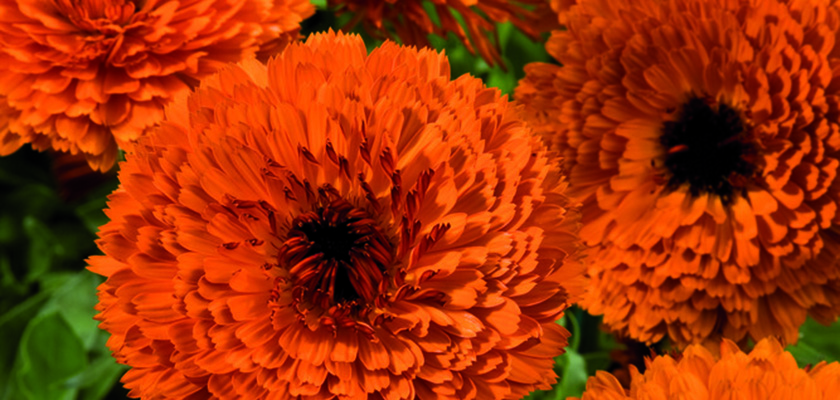 
                        Calendula
             
                        officinalis
             
                        Touch of Red
             
                        Orange
            