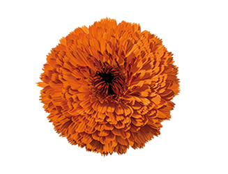 
                        Calendula
             
                        officinalis
             
                        Touch of Red
             
                        Orange
            