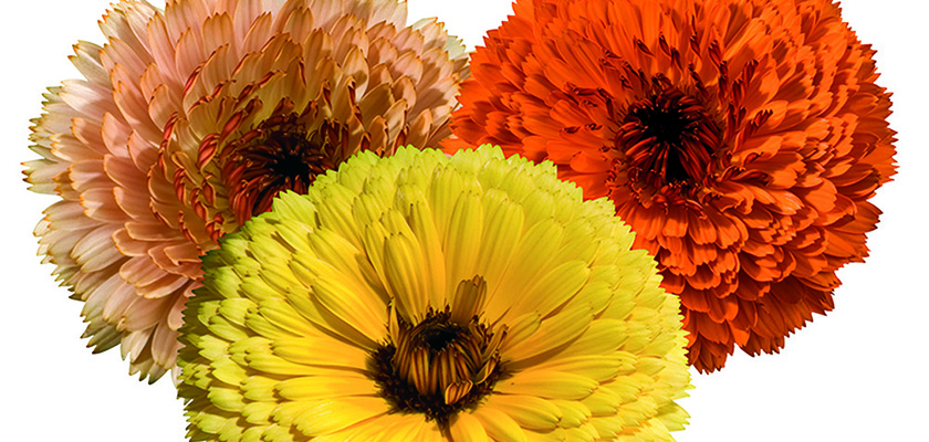 
                        Calendula
             
                        officinalis
             
                        Touch of Red
             
                        Mix
            