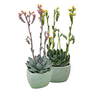 
                        Echeveria
             
                        peacockii
             
                        Urban
             
                        Yellow
            