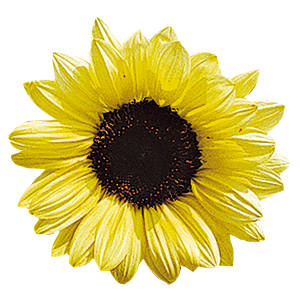 
                        Helianthus
             
                        annuus
             
                        Valentine
            