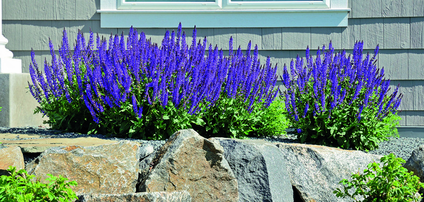 
                        Salvia
             
                        farinacea
             
                        Victoria
             
                        Blue
            