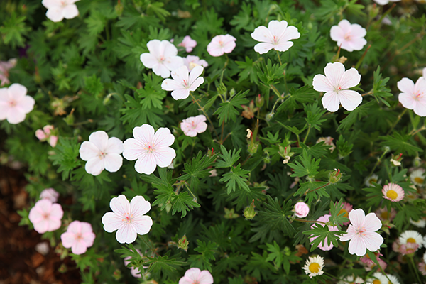 
                        Geranium
             
                        sanguineum
             
                        Vision®
            