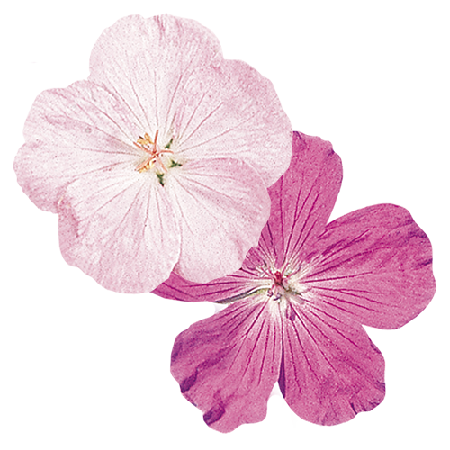 Geranium sanguineum Vision® 