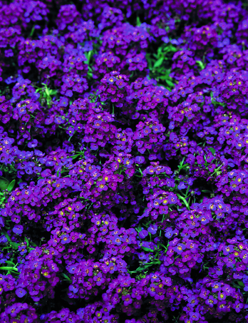   Wonderland® Deep Purple