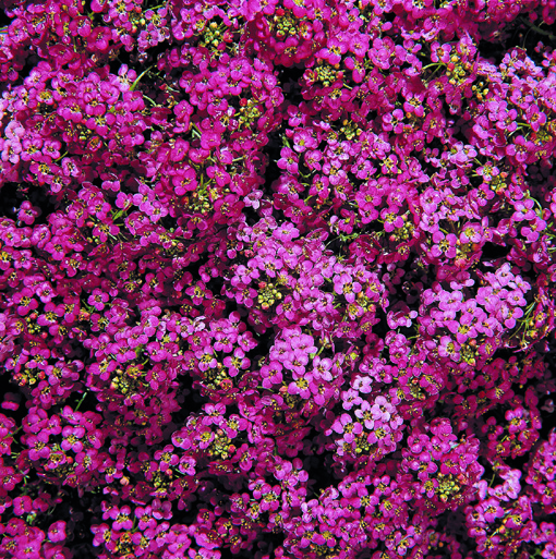   Wonderland® Deep Rose