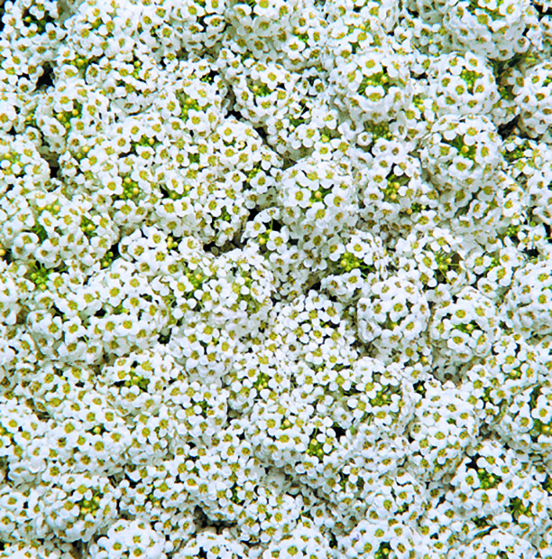   Wonderland® White