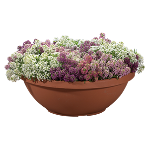 
                        Lobularia
             
                        maritima
             
                        Wonderland®
             
                        Lavender
            