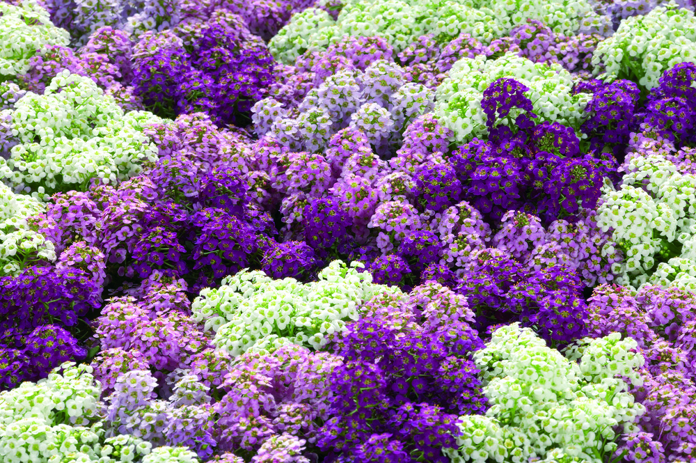   Wonderland® Mulberry Mix