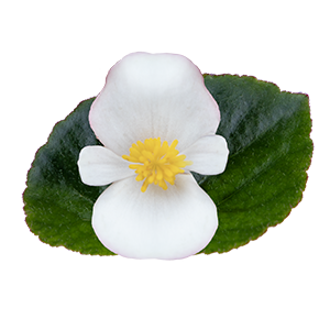 Begonia x hybrida F₁ Wookie White Splash