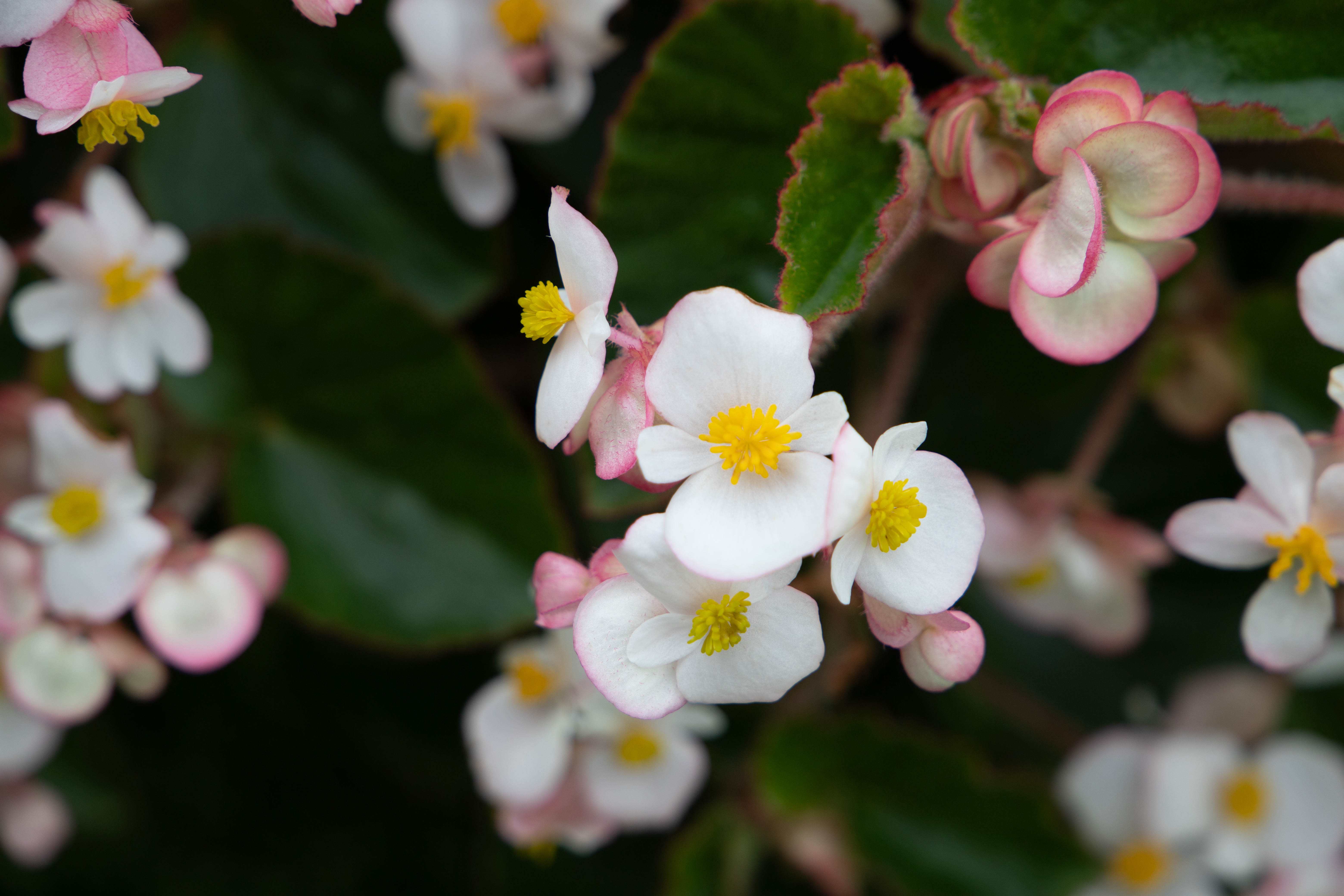 
                        Begonia
             
                        x hybrida F₁
             
                        Wookie
             
                        White Splash
            