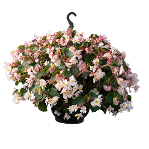 
                        Begonia
             
                        x hybrida F₁
             
                        Wookie
             
                        White Splash
            