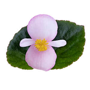 Begonia x hybrida F₁ Wookie Pink Splash