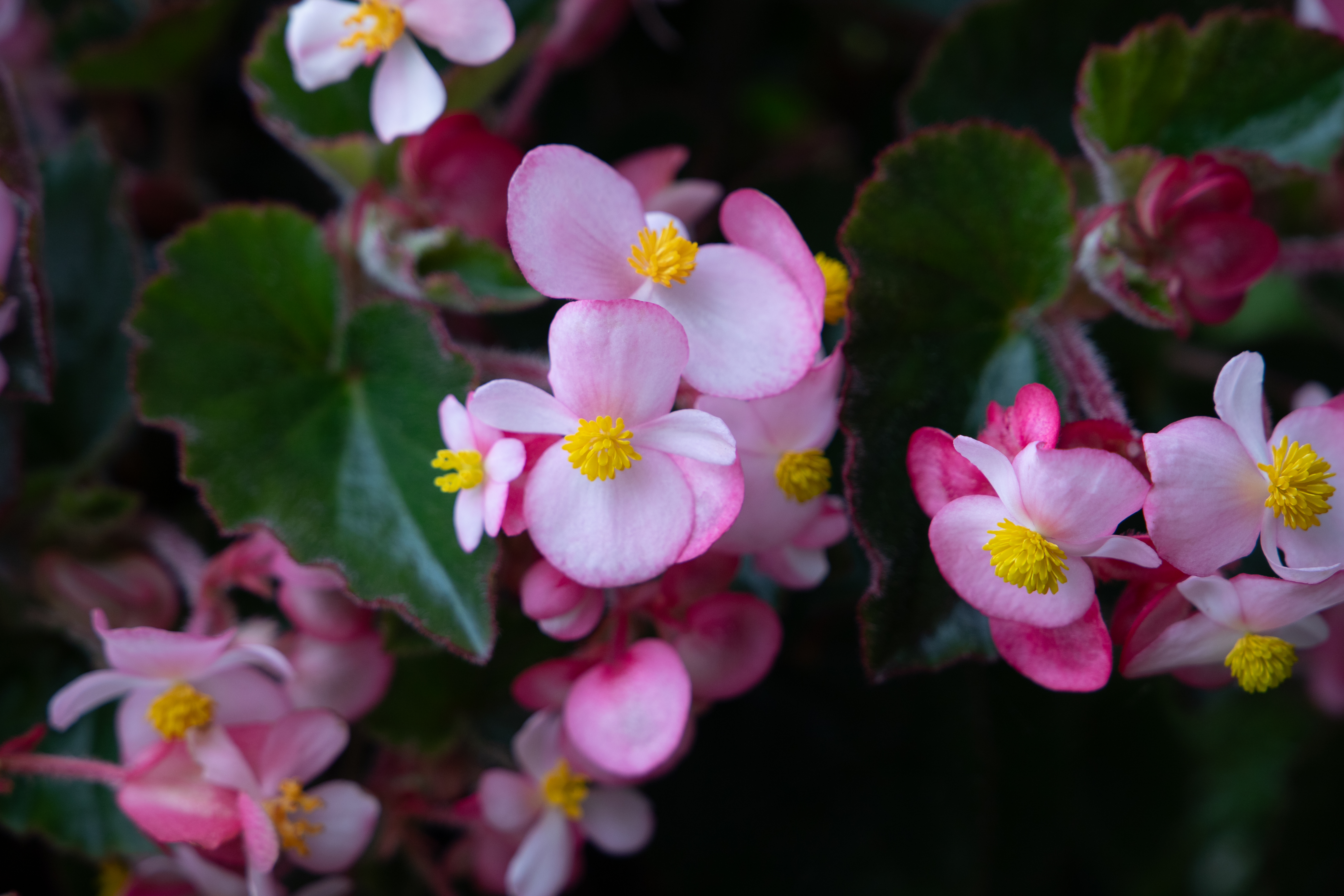 
                        Begonia
             
                        x hybrida F₁
             
                        Wookie
             
                        Pink Splash
            