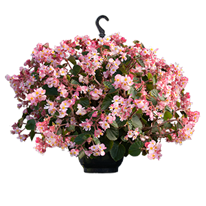 
                        Begonia
             
                        x hybrida F₁
             
                        Wookie
             
                        Pink Splash
            