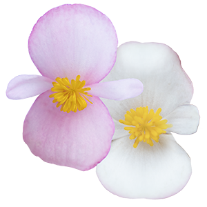 Begonia x hybrida F₁ Wookie 