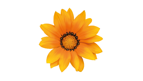 
                        Gazania
             
                        rigens F₁
             
                        Zany™
             
                        Orange
            