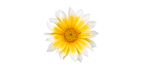 Gazania
rigens F₁
Zany™
Sunny-Side Up