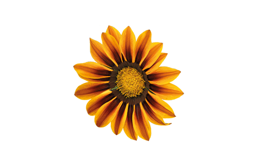 Gazania
rigens F₁
Zany™
Orange Flame