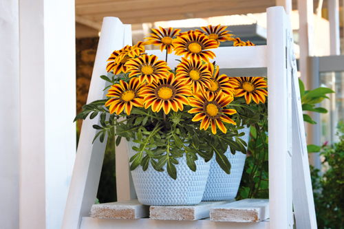 Gazania
rigens F₁
Zany™
Orange Flame