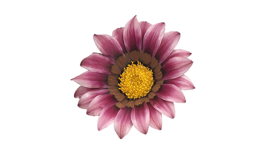 Gazania
rigens F₁
Zany™
Pink