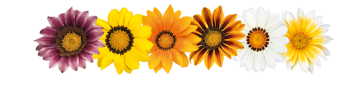 
                        Gazania
             
                        rigens F₁
             
                        Zany™
             
                        Mix
            