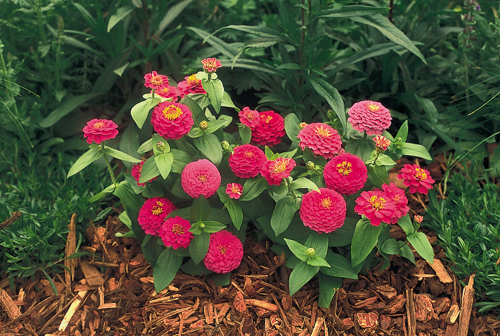 
                        Zinnia
             
                        elegans
             
                        Zinnita
             
                        Rose
            
