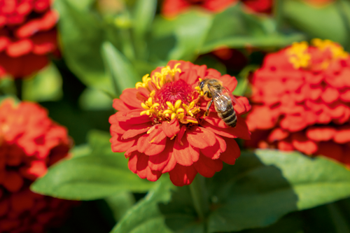 Zinnia
             
                        elegans
             
                        Zinnita
             
                        Scarlet