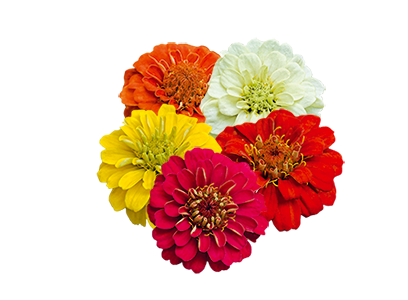 
                        Zinnia
             
                        elegans
             
                        Zinnita
             
                        Mix
            