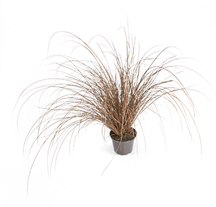 
                        Carex
             
                        comans
             
                        Zora
            