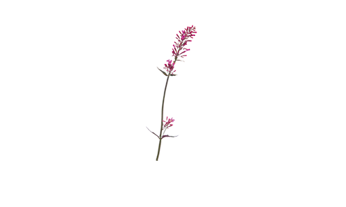 
                        Agastache
             
                        cana
             
                        Zuni
            