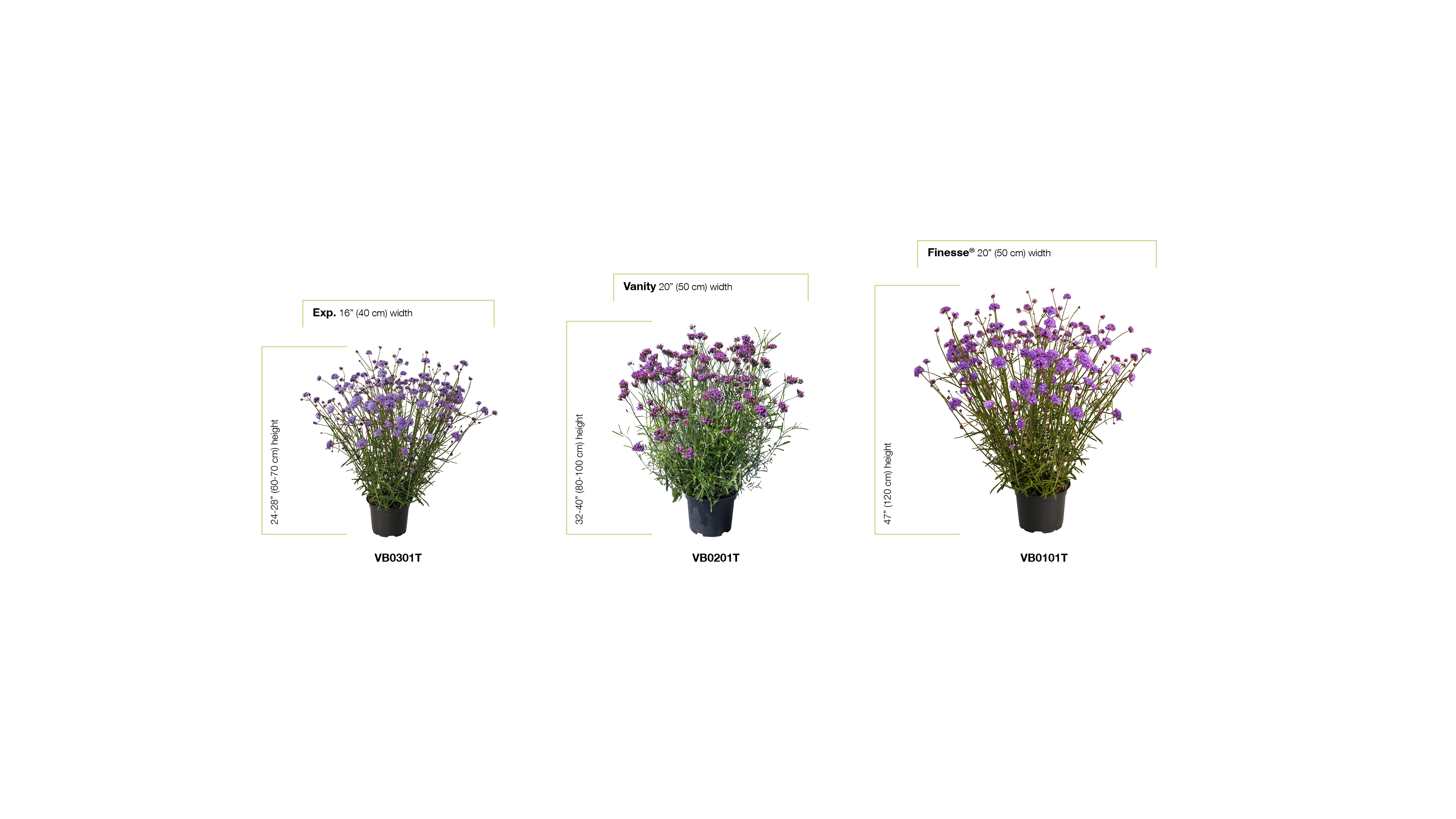 Positioning Verbena