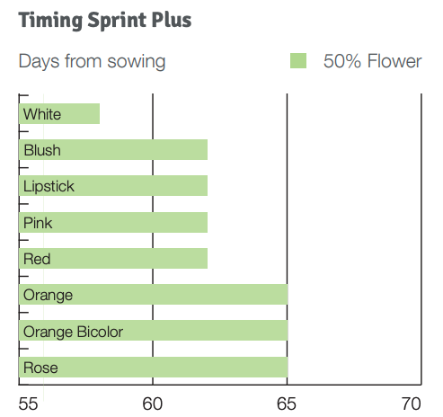 Timing Sprint Plus