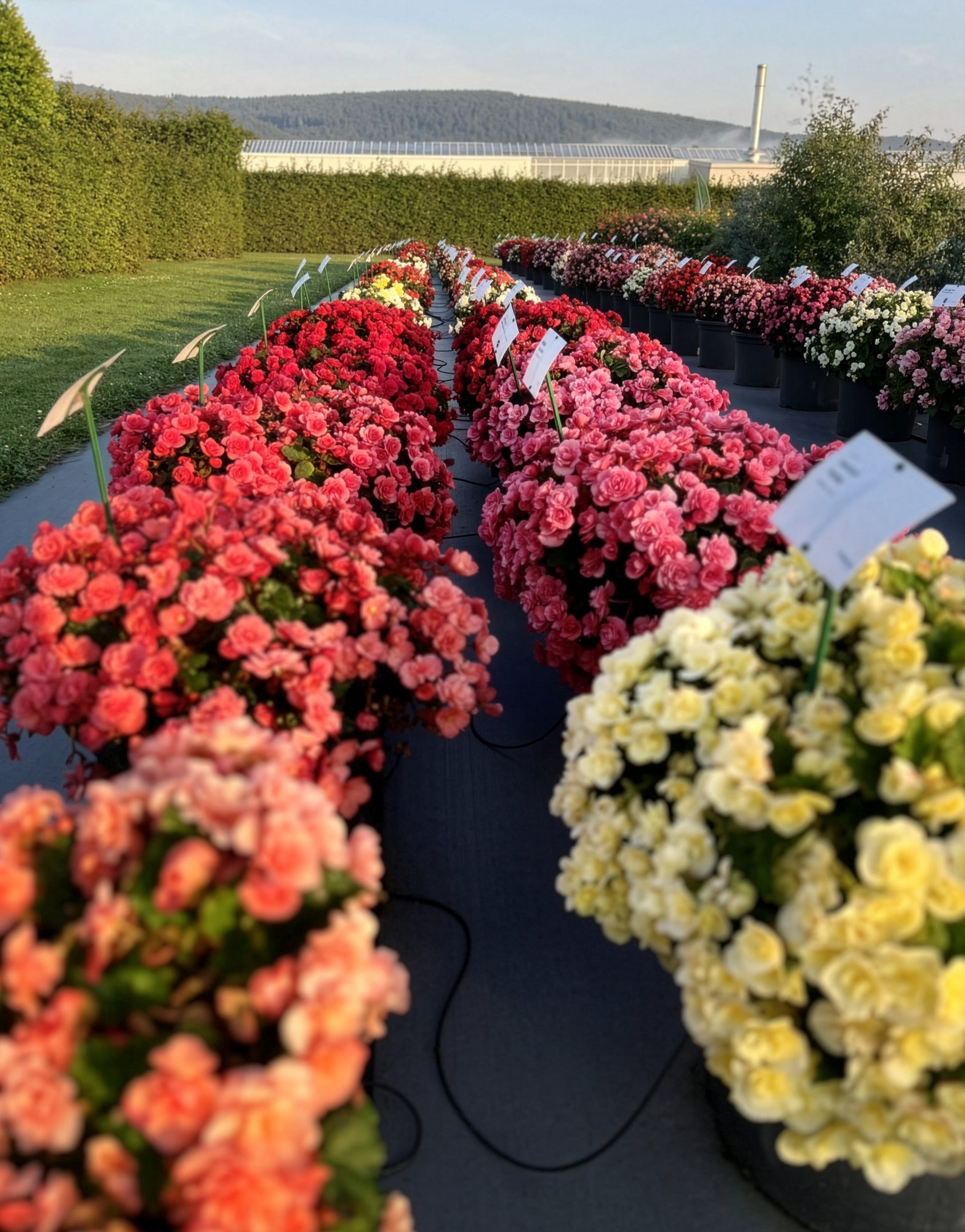 Benary Summer Garden