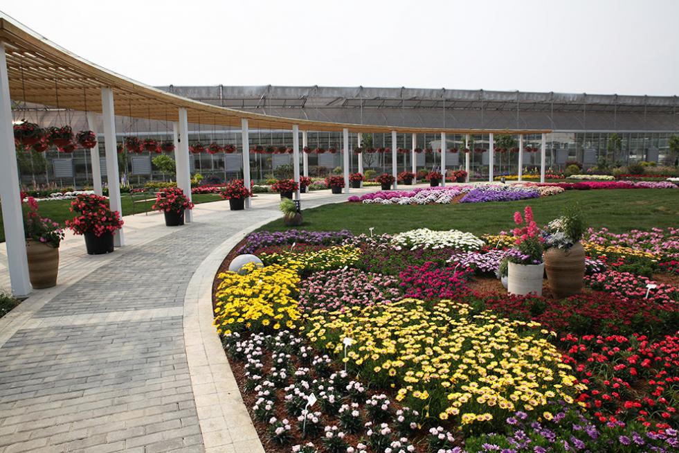 Benary Flower Trials 2019, Garden with blooming flowers