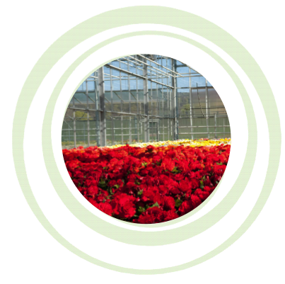 Blumenfeld, Bildausschnitt rund mit Kringel