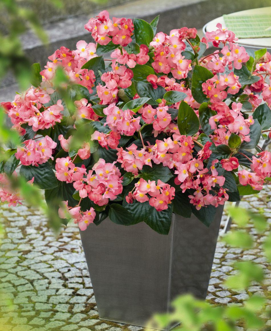BIG® Pink Green Leaf - NEW Color 2014 The Flower BIG® Pink Green Leaf in the new color