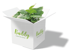 Buddy, Ihre personalisierte Pflanze