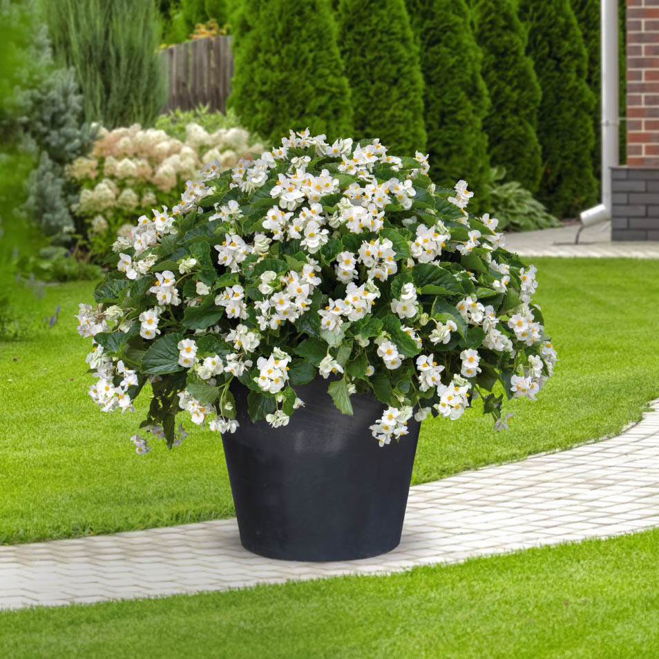 BIG® White Green Leaf: Hot for patios and landscaping