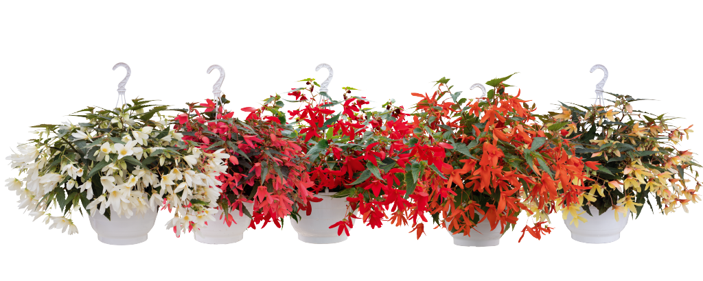 New Begonia boliviensis Groovy: 5 clear and vibrant colors