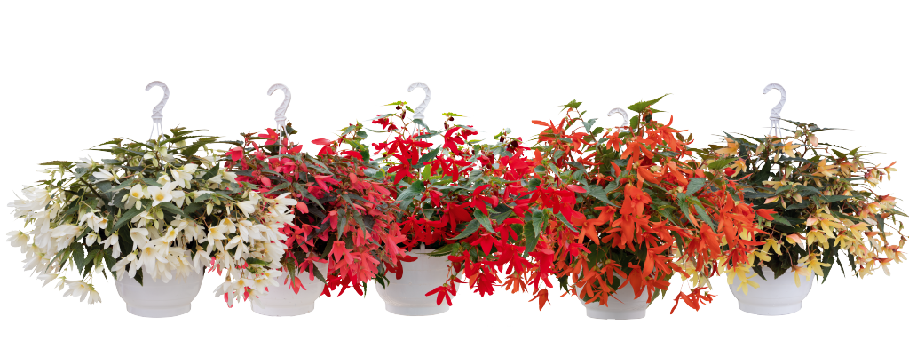 New Begonia boliviensis Groovy: 5 clear and vibrant colors New Begonia boliviensis Groovy: 5 clear and vibrant colors