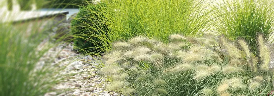Grasses