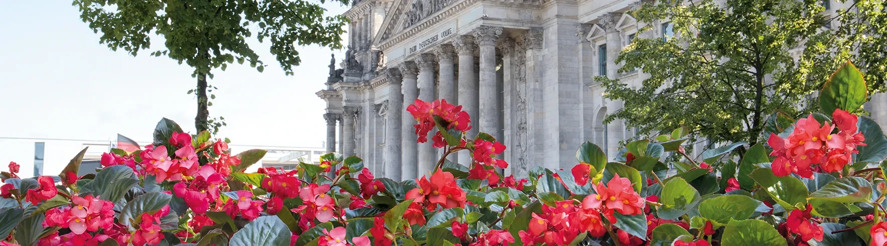 BIG Begonias in front of the German Reichstag BIG Begonias in front of the German Reichstag