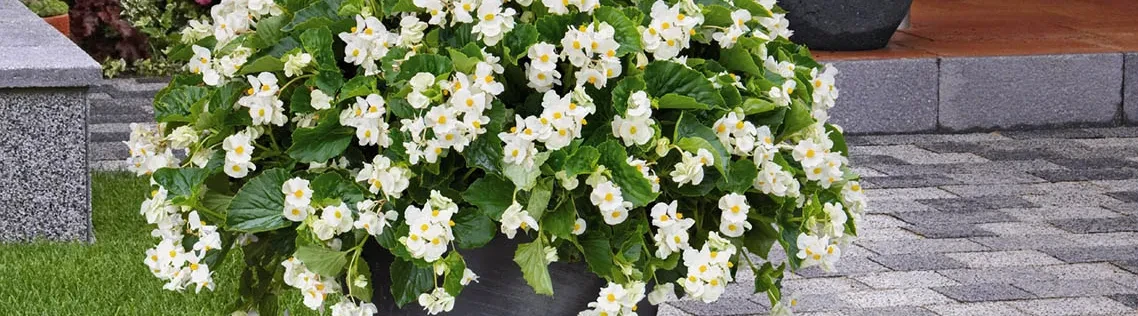 Begonia BIG® White Green Leaf