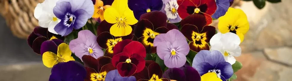 Viola cornuta Admire® Maxi Mix Viola cornuta Admire® Maxi Mix