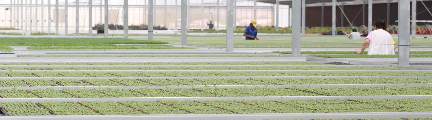 Professional Young Plant Production at Tangchao Professional Young Plant Production at Tangchao